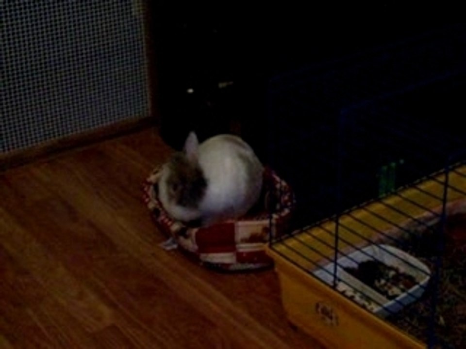 Mushu dans panier