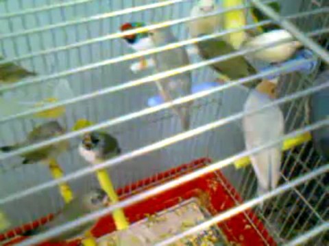 DamızLık adayı Gouldian FinchLerim