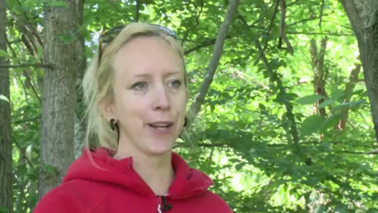 Etats-Unis: l'est des Etats-Unis bientôt recouvert de cigales