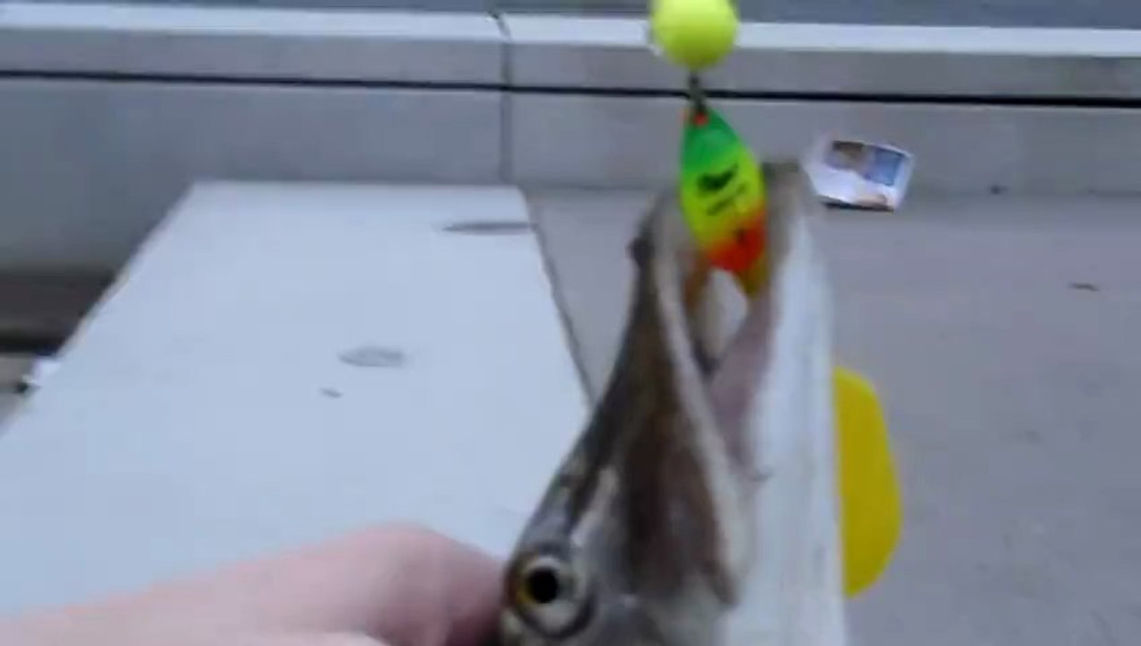 Petit brochet de Saône by Bilos du F.U.K