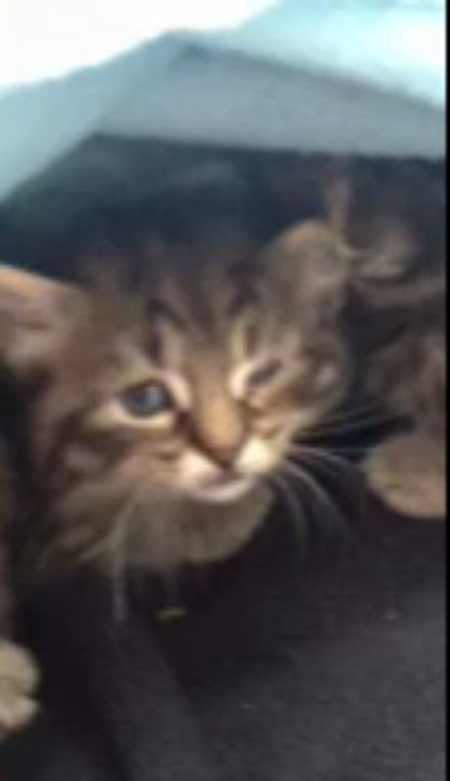 290513 Champs chatons 4540.mov