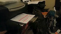 Un chat attaque une imprimante..trop marrant