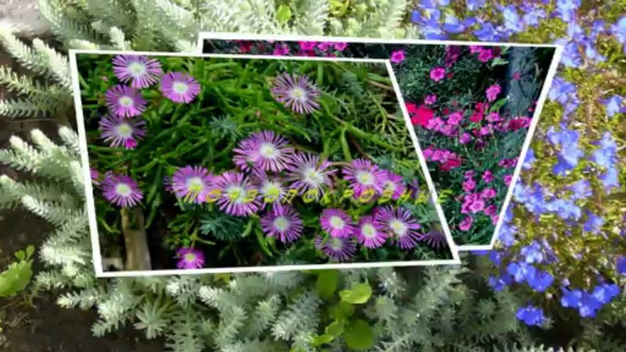 Хобби Цветы