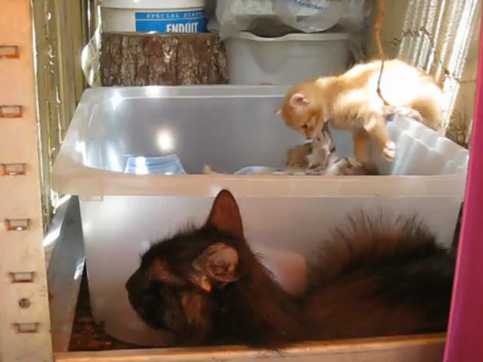 04 - 010613 Champs chatons 9846 jeux 4+1 + mum.AVI