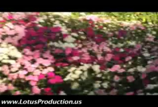 Wedding light decorations,Complete wedding planning services Virginia