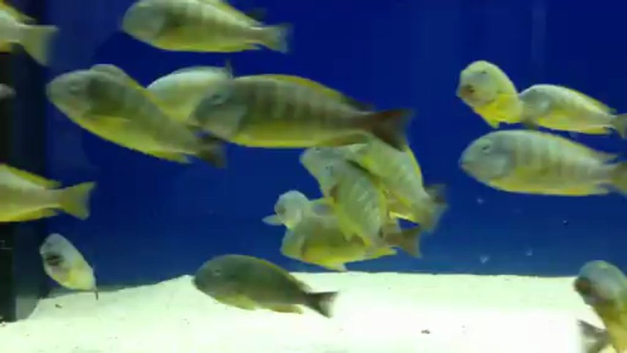 brikardi blumbora
