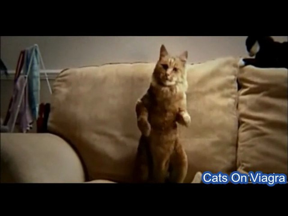Dancing Cats on Viagra