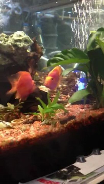 Was sich liebt das neckt sich