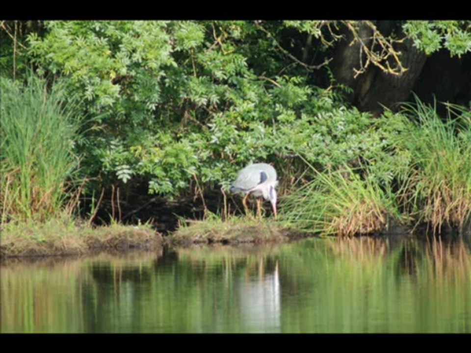 Marais du Lac de Grand Lieu Le 02-06-2013