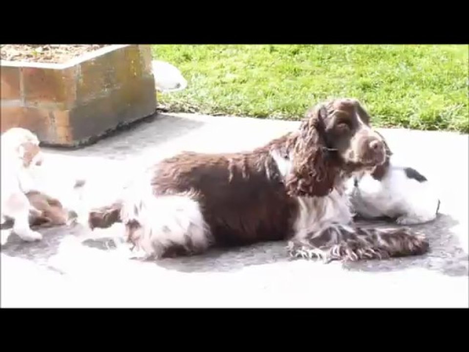 Gift & les chiots