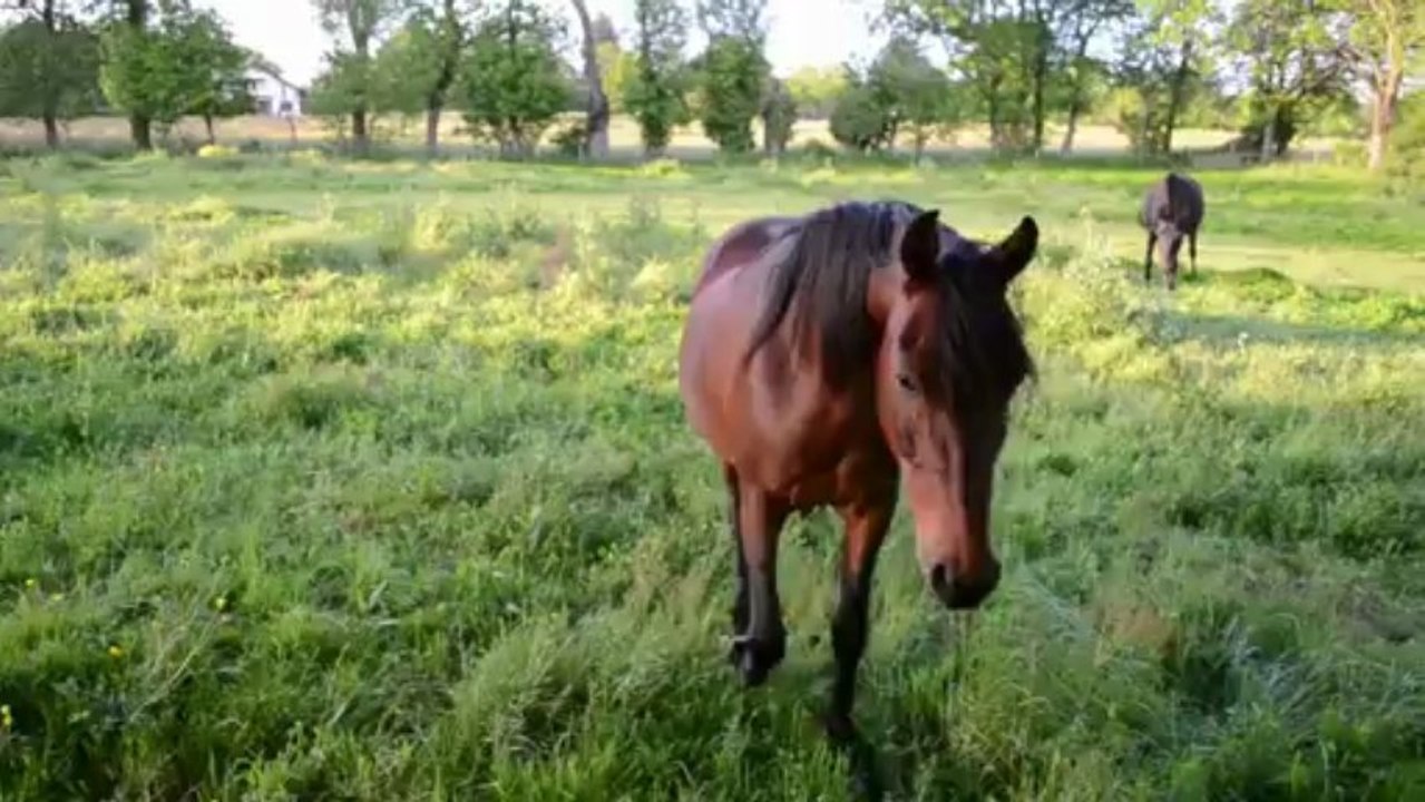 Printemps et cheval en campagne