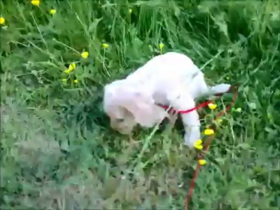 Ballade des chiots