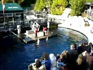 Spectacle de dauphins