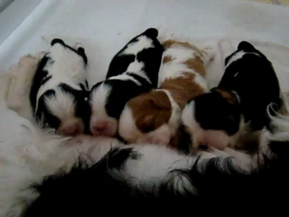 Cavaliers King Charles - Bébés 2013 à 15 jours