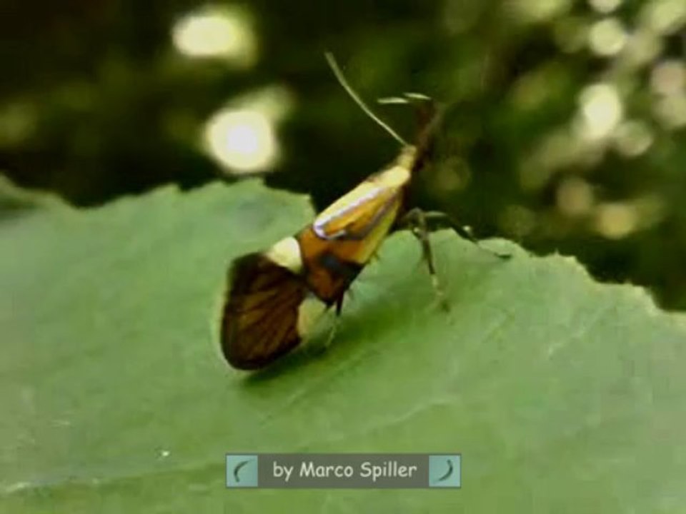 Alabonia geoffrella