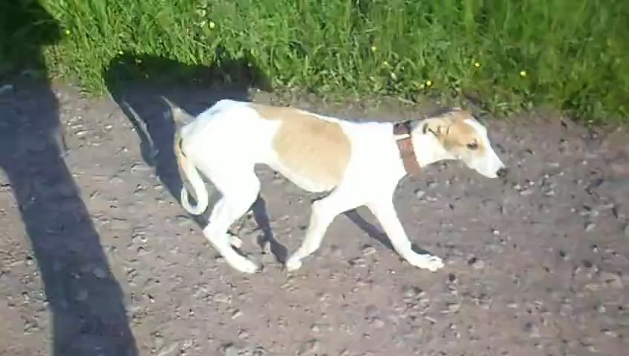 Mystic chienne magyar