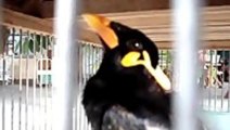 Bird Sounds Like A Cell Phone