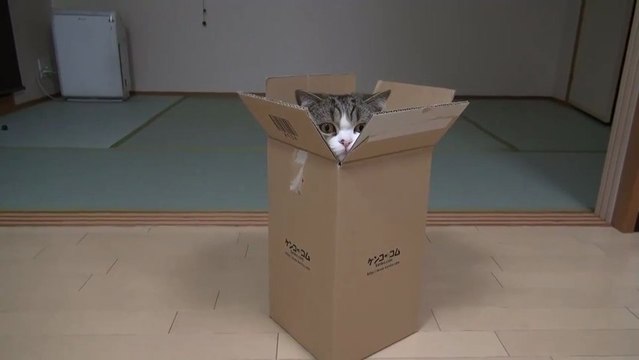 Maru le chat qui aime rentrer dans tout et n'importe quoi