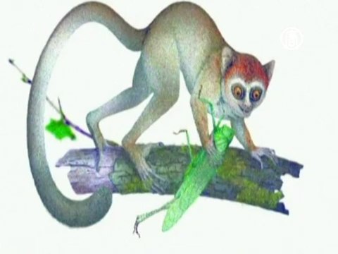 В Китае нашли останки примата возрастом 55 млн лет