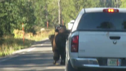 File d'attente derrière un bison yellowstone aout 2012