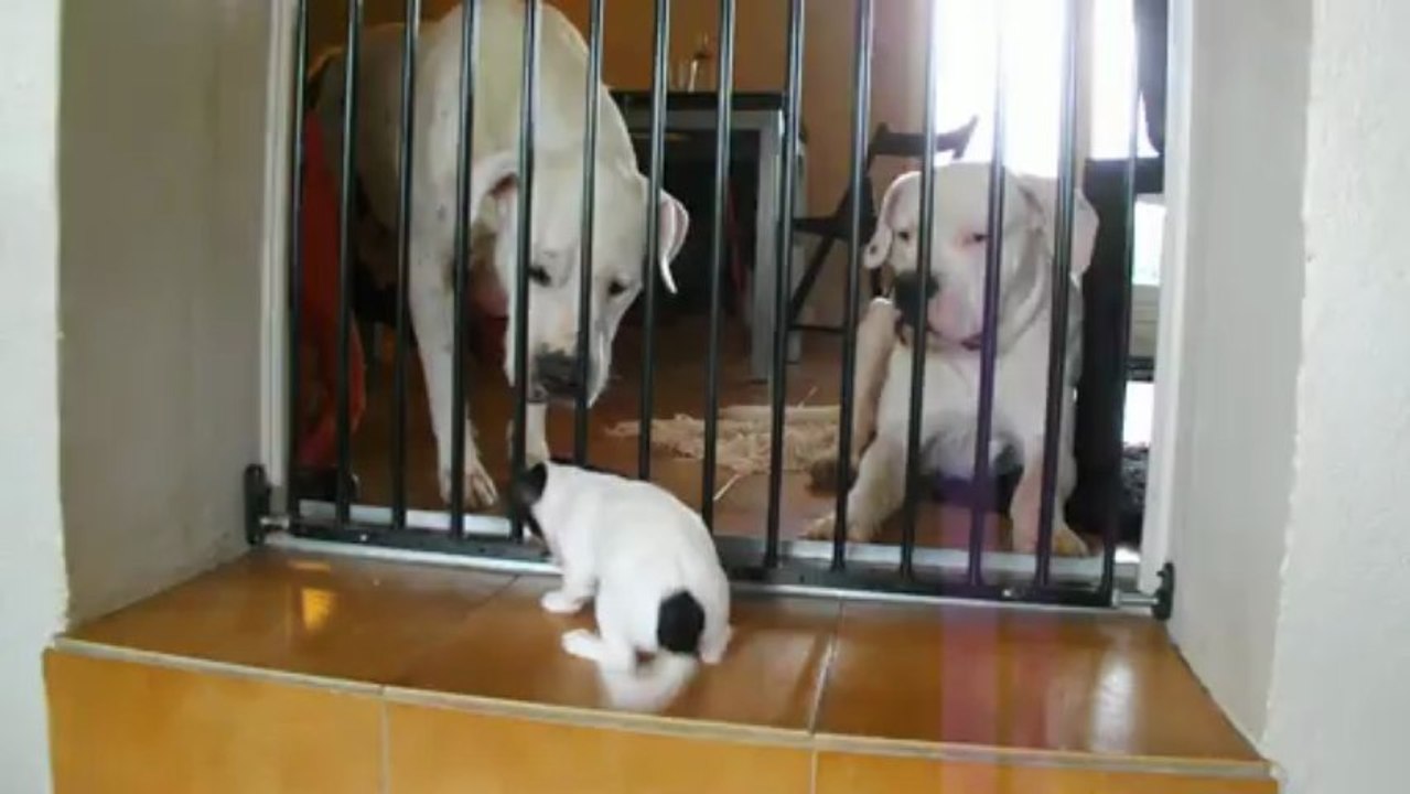 Dogos et chiots Jack