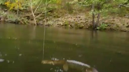 Vue aquatique broc, Bort 1er juin 2013