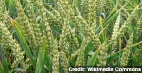 Rogue Monsanto Wheat Re-ignites Fight Over GMO Crops