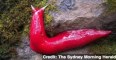 Giant, Bright Pink Slugs Found in Australia