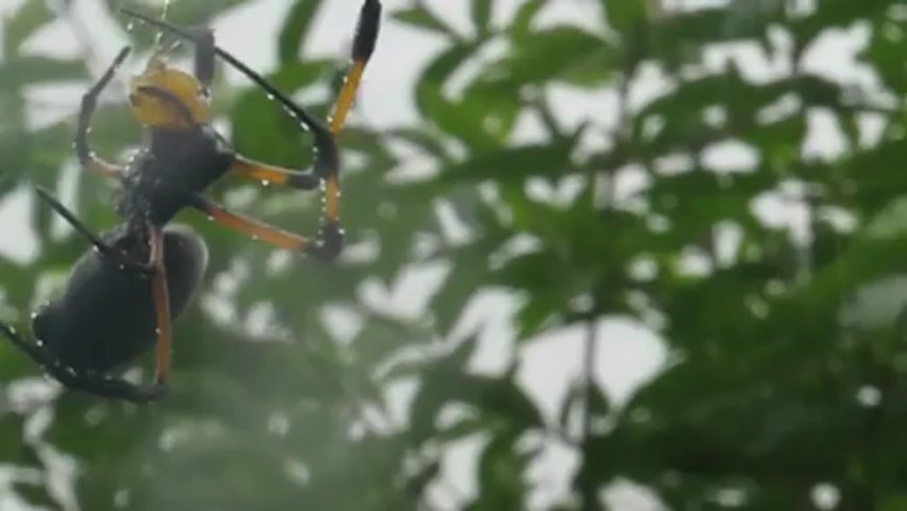 Araignée