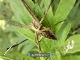Pisaura mirabilis