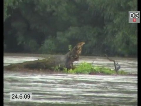Hochwasser 2009 in Ost-Österreich