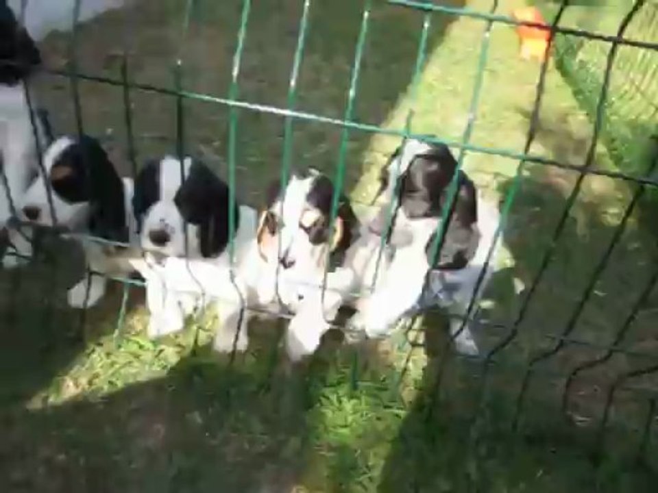 cocker spaniel anglais