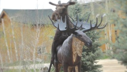 Moose Makes a Move on Non-Responsive Moose Statue