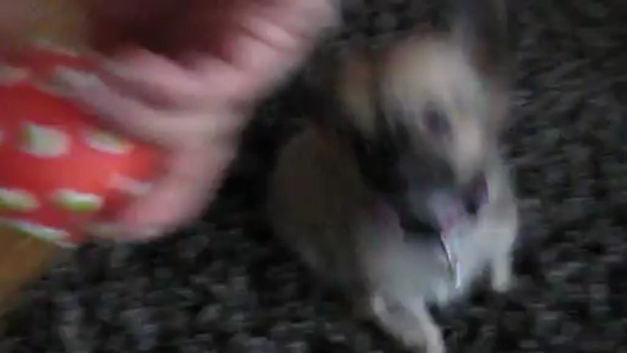 Ginger_Baby_Septembre 2011