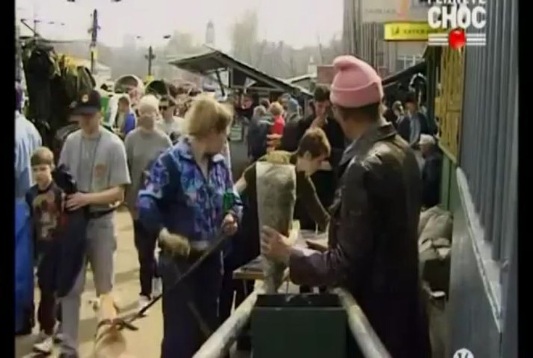 chiens PIT BULL 2/3 HQ