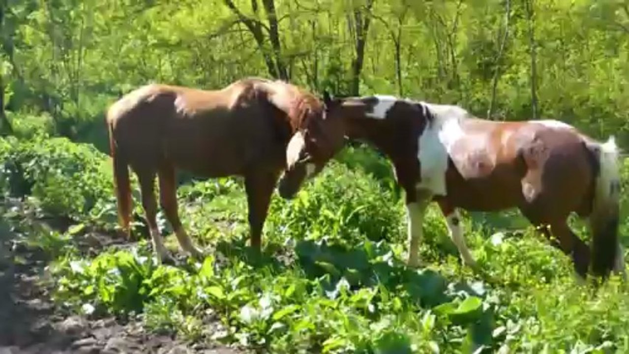 kehops et tanka se retrouvent !!02 juin 2013 (8)