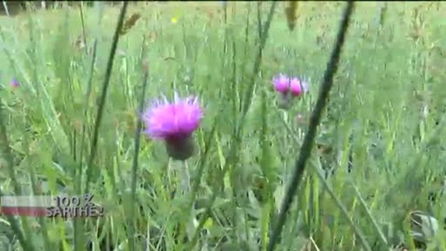 100% Sarthe : La Réserve Naturelle Régionale de Parigné L'Evêque