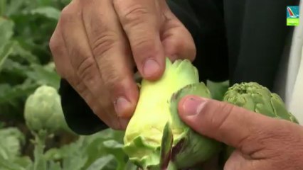 Portrait of artichokes local producer