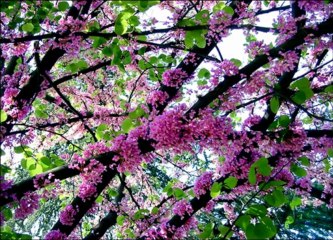 Beauté de la Nature (PPS) [720p]