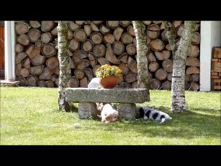 jeux dans le jardin & skate