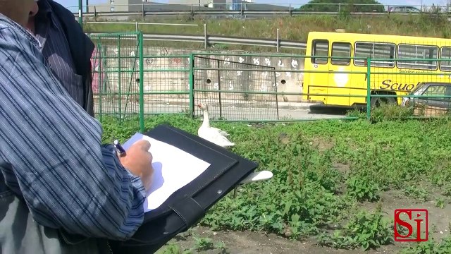Napoli - Animali tra i rifiuti, blitz della polizia ambientale a Ponticelli (03.06.13)