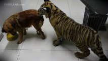 Cão vs Tigre - EMBRULHA.com