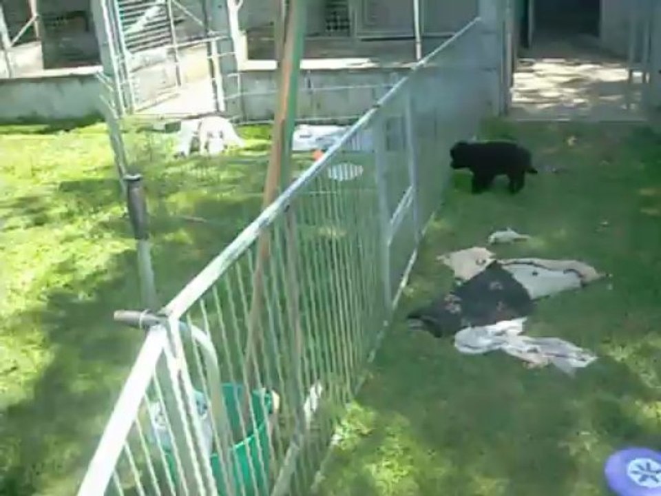 4 juin 2013 : femelle bleue intriguée par les nouveaux voisins