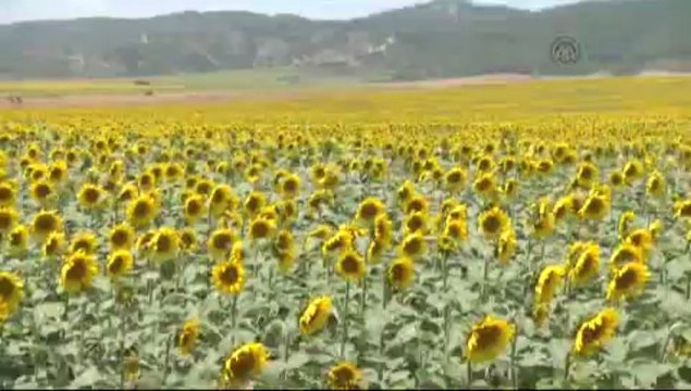 Adana sarı gelinliğini giydi