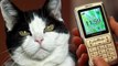 Russian Cat Caught Smuggling Cell Phones into Prison