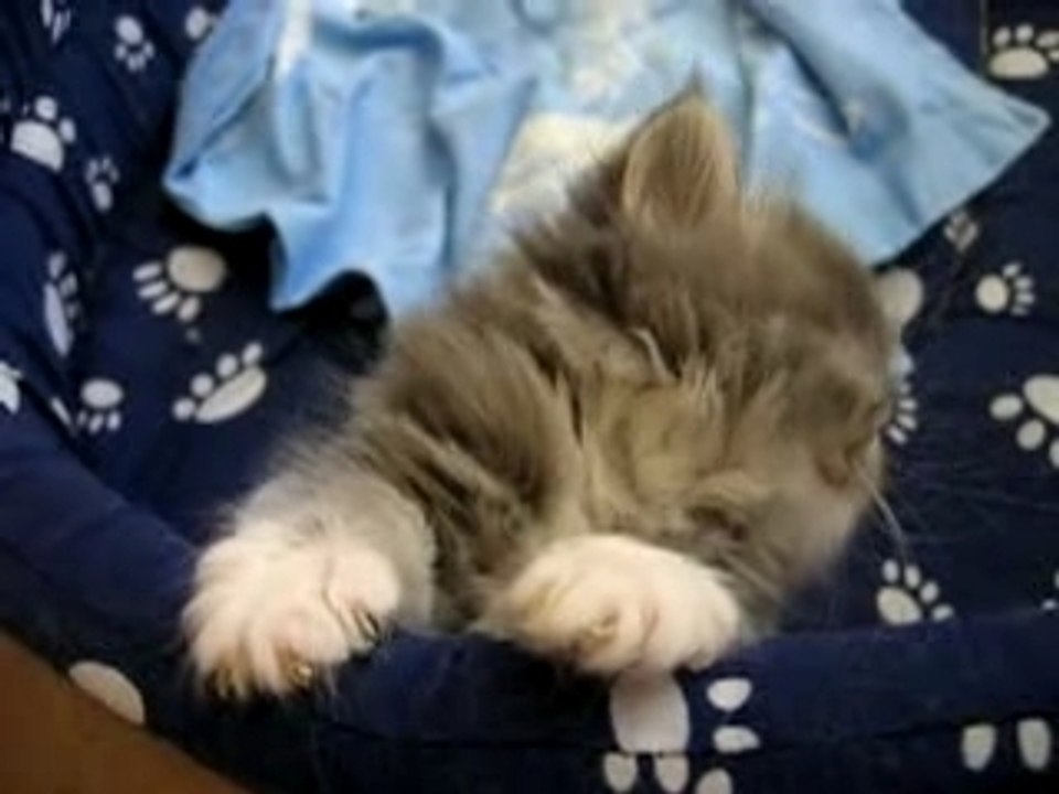 chat-endormi