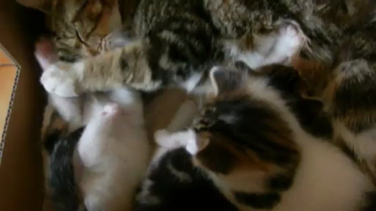 Les chatons ont 1 mois