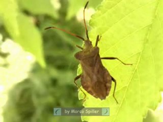 Coreus marginatus