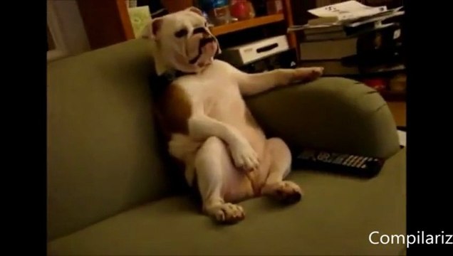 Animals Behaving Like Humans