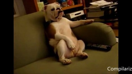 Animals Behaving Like Humans